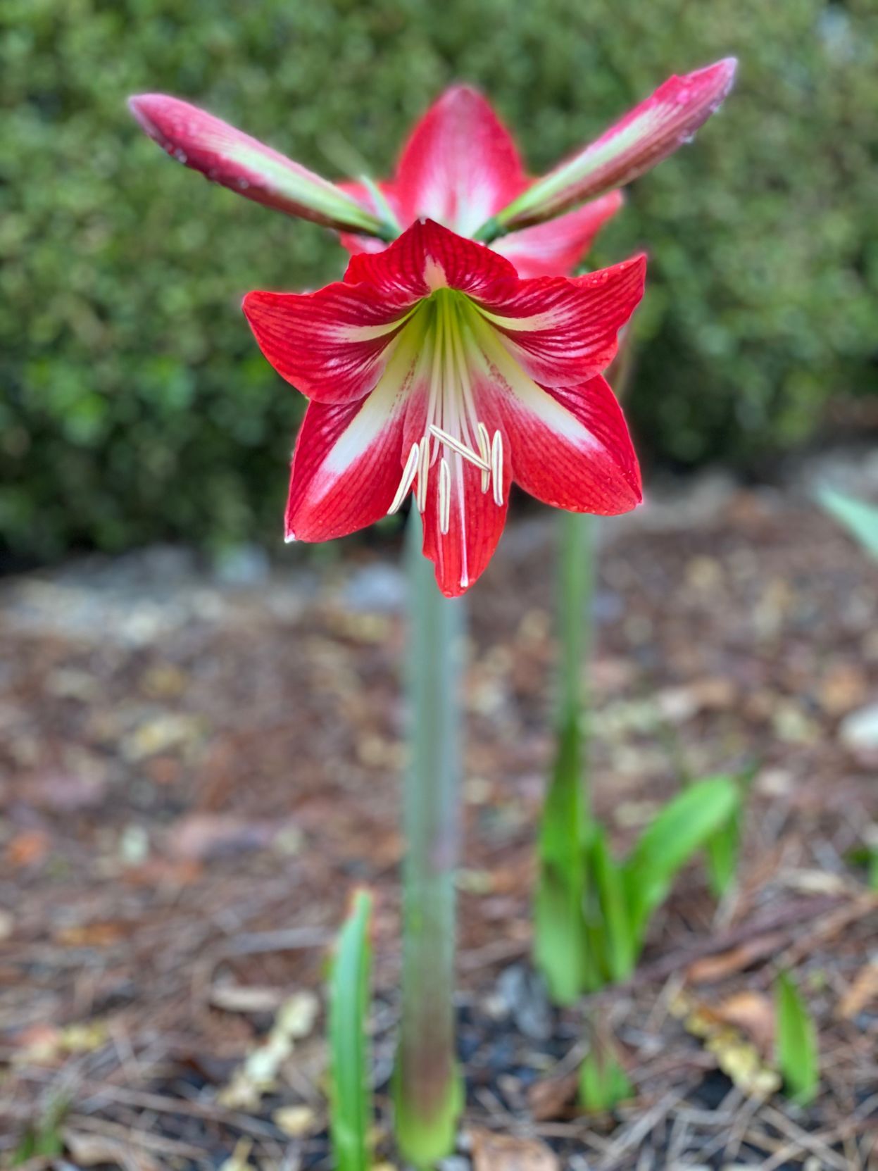 Amaryllis flowers come in colors of pink, red and white and.JPG